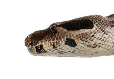 Photo of Brown boa constrictor on white background, closeup