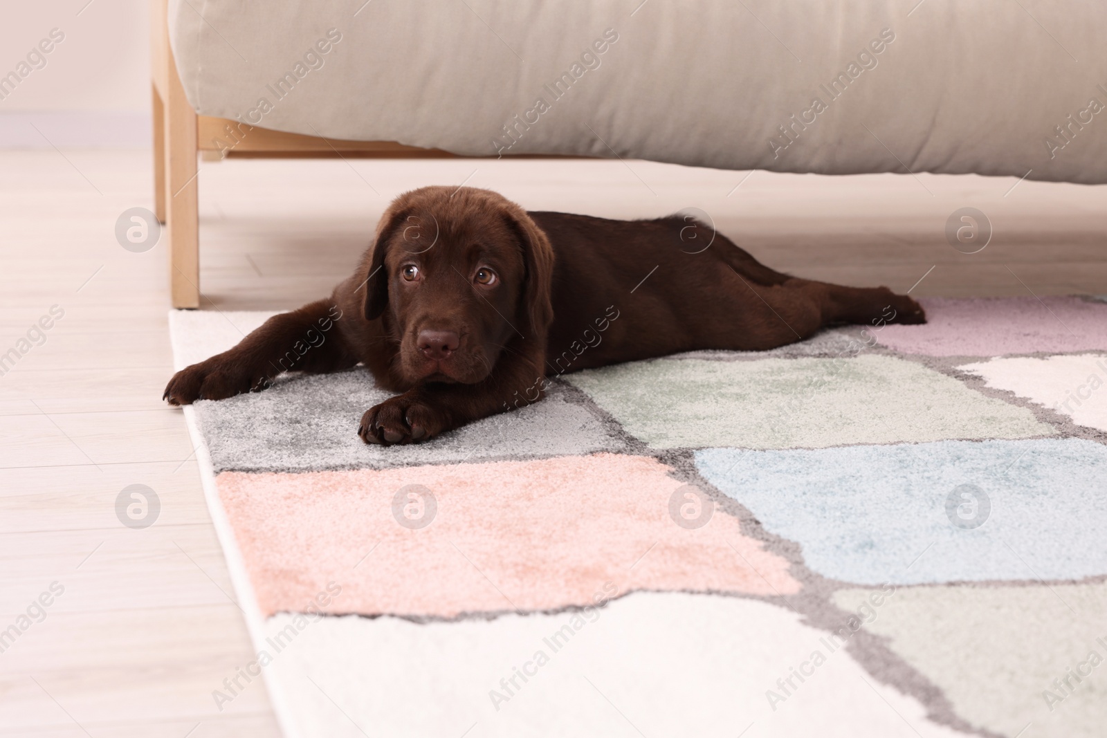 Photo of Cute chocolate Labrador Retriever puppy on rug at home. Lovely pet