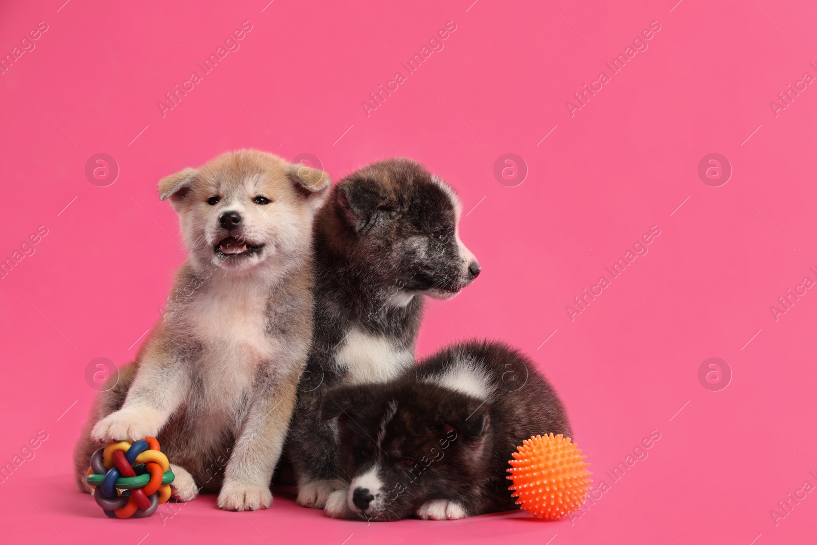 Photo of Cute Akita inu puppies with toys on pink background. Friendly dogs