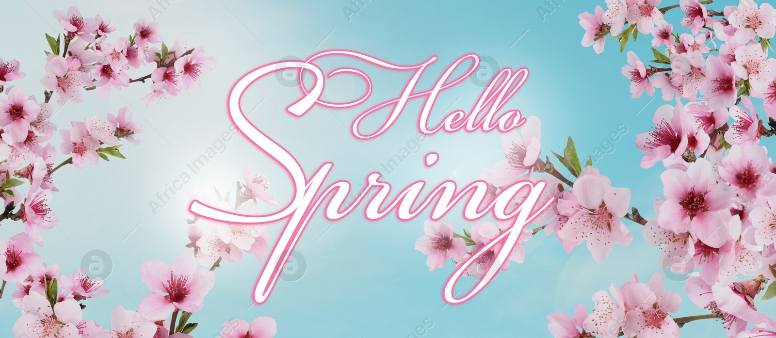 Image of Hello Spring. Tree branches with beautiful flowers outdoors, banner design