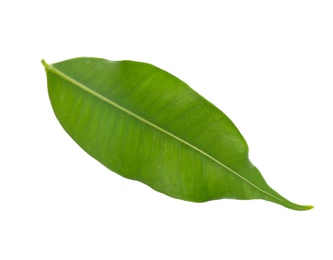 Fresh green ficus leaf on white background