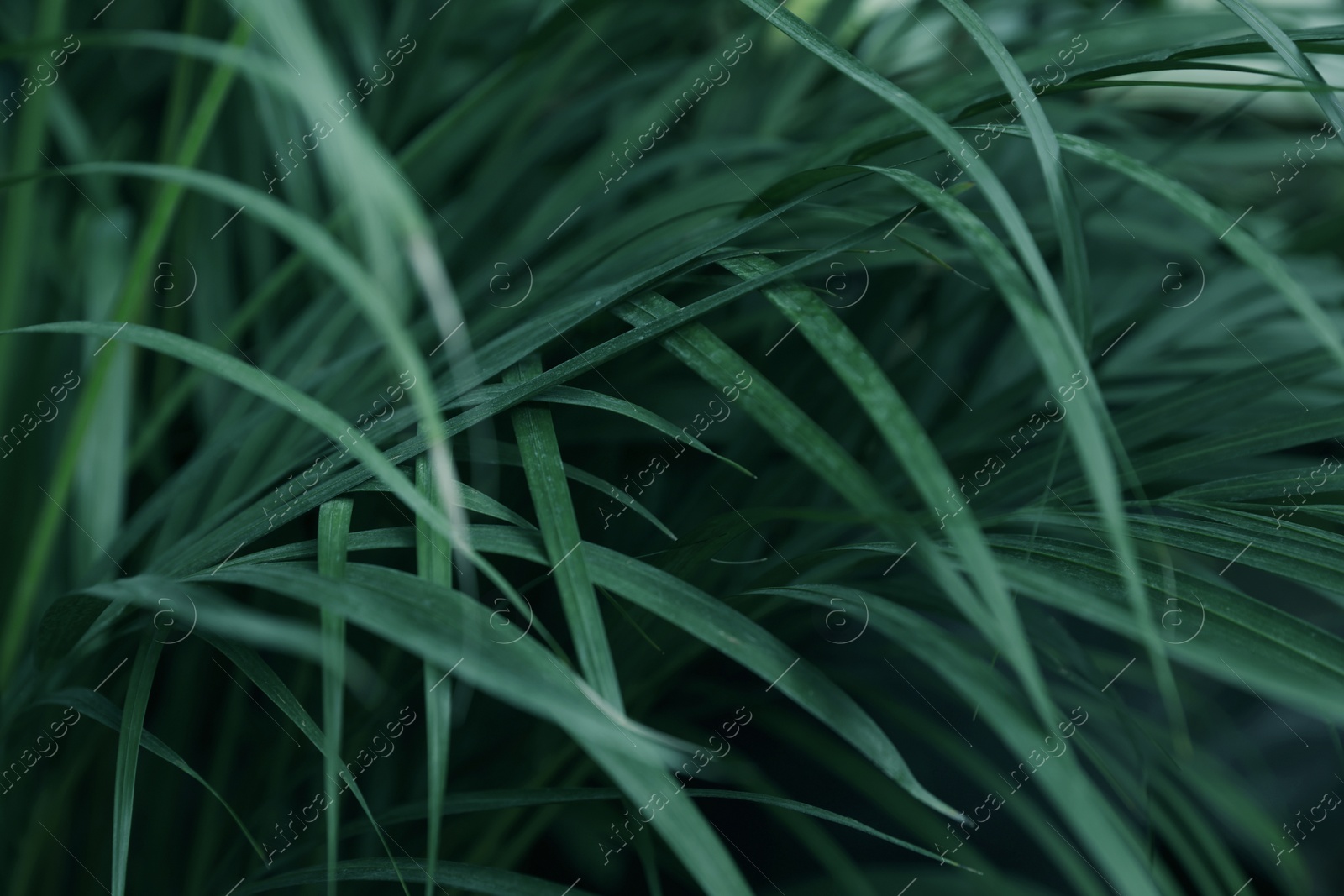 Photo of Many fresh green tropical leaves growing outdoors, closeup