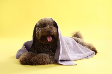 Photo of Cute Toy Poodle dog with towel on yellow background