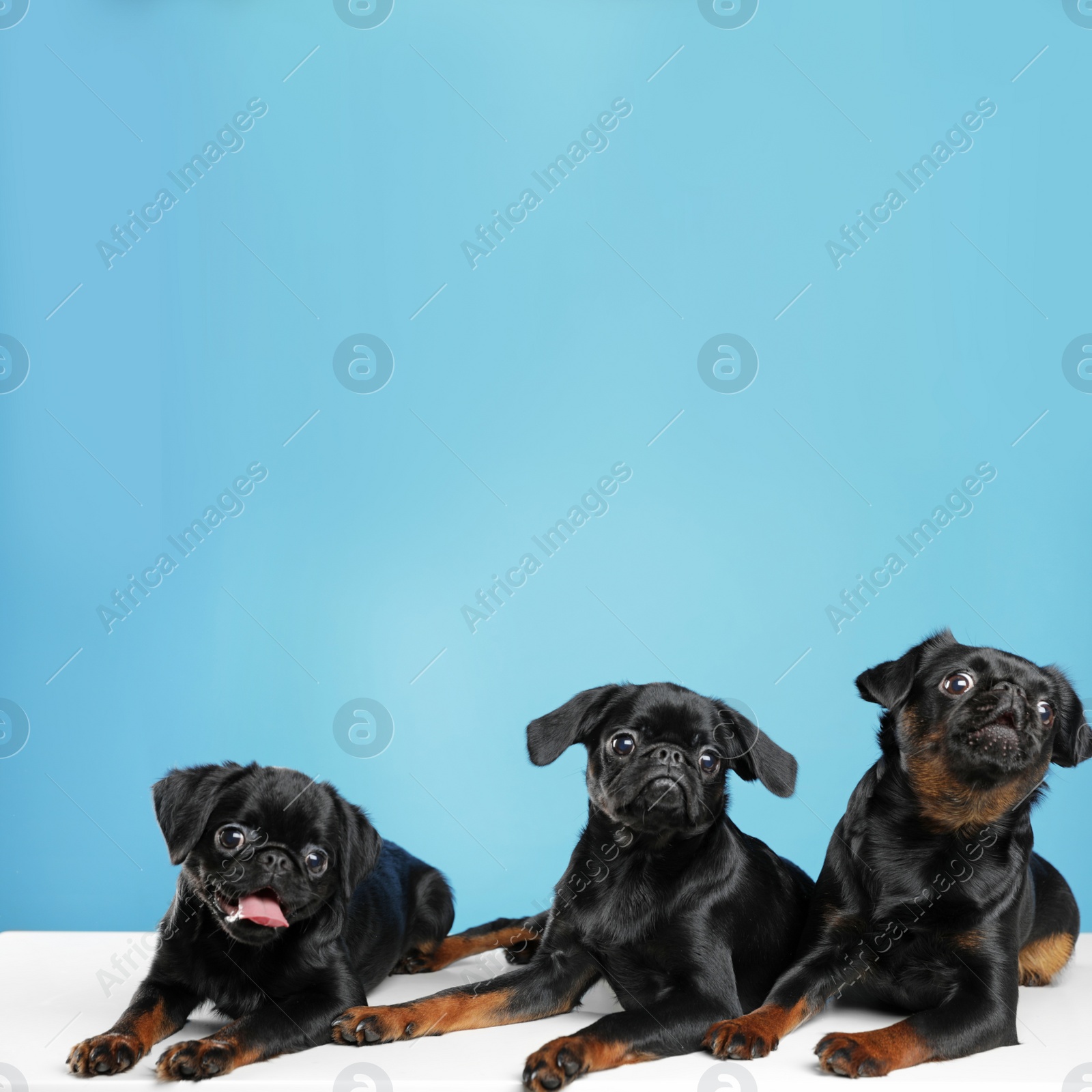 Photo of Adorable black Petit Brabancon dogs on white table against light blue background