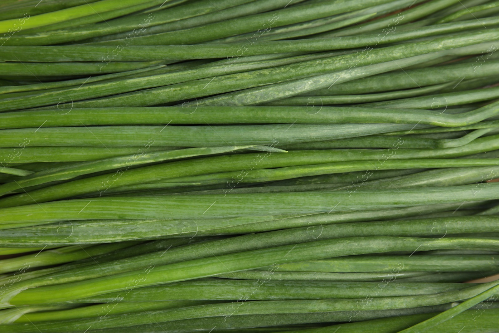 Photo of Fresh green onion as background