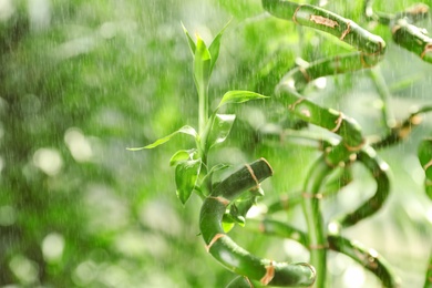 Photo of Bamboo stems with water drops on blurred background, closeup