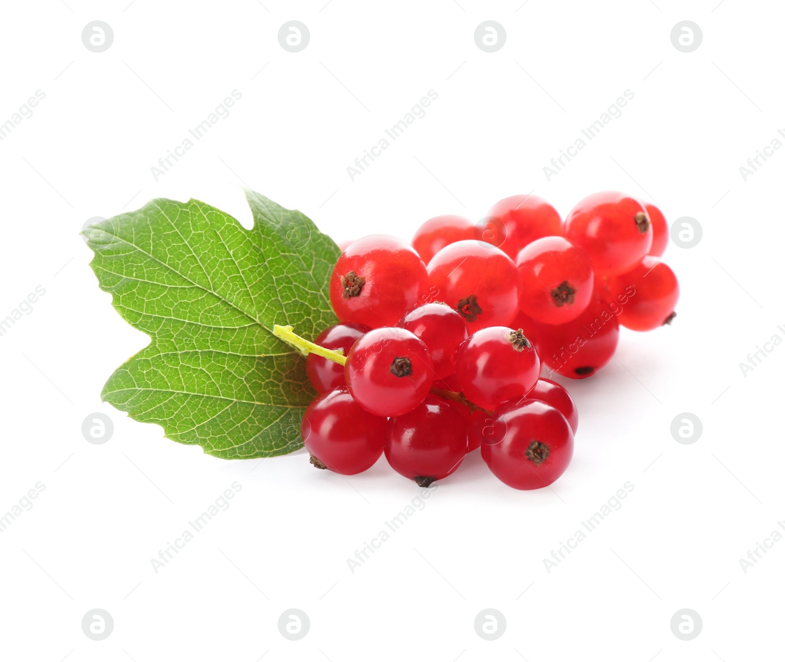 Photo of Delicious ripe red currants isolated on white