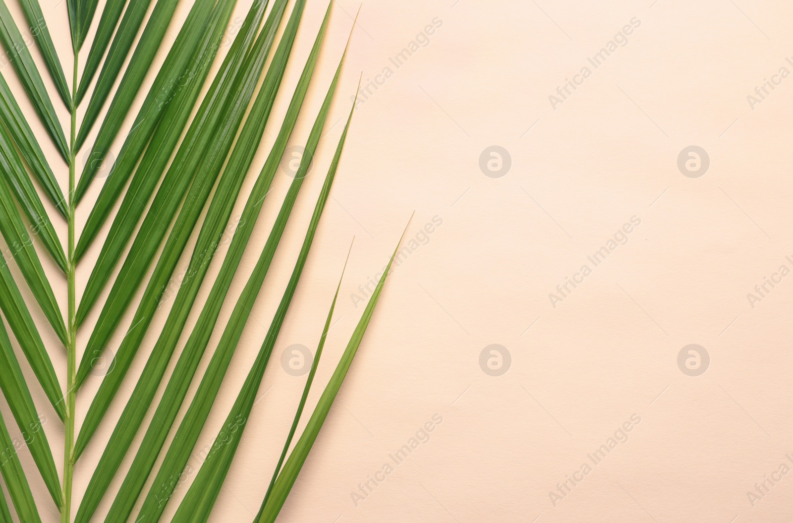 Photo of Beautiful tropical Sago palm leaf on color background, top view