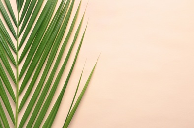 Beautiful tropical Sago palm leaf on color background, top view