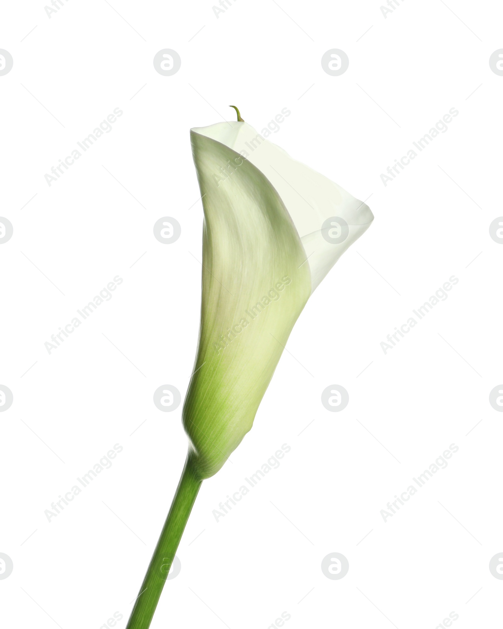 Photo of Beautiful calla lily flower on white background