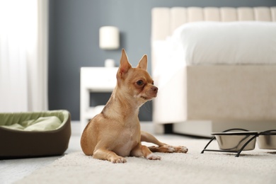Cute Chihuahua dog on floor in room. Pet friendly hotel