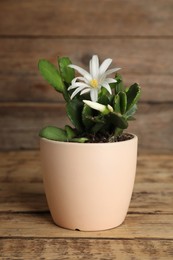 Photo of Beautiful blooming Schlumbergera (Christmas or Thanksgiving cactus) in pot on wooden table