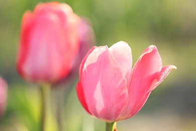 Fresh beautiful tulip in field, selective focus. Blooming flower