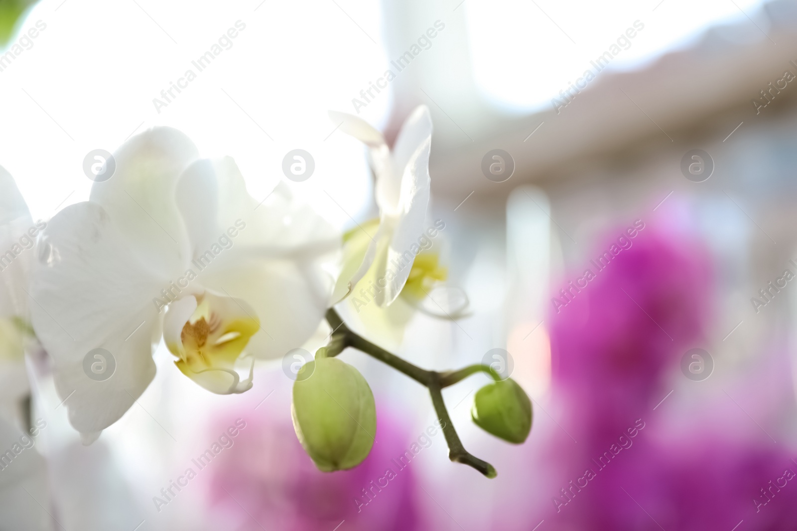 Photo of Beautiful blooming tropical orchid on blurred background, closeup. Space for text