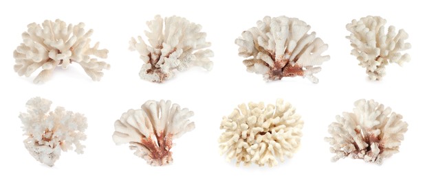 Set with beautiful corals on white background. Banner design 