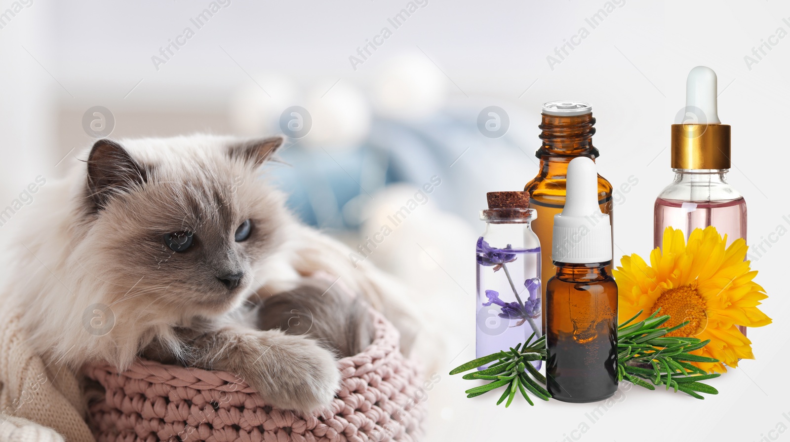 Image of Aromatherapy for animals. Essential oils and cute cat on background