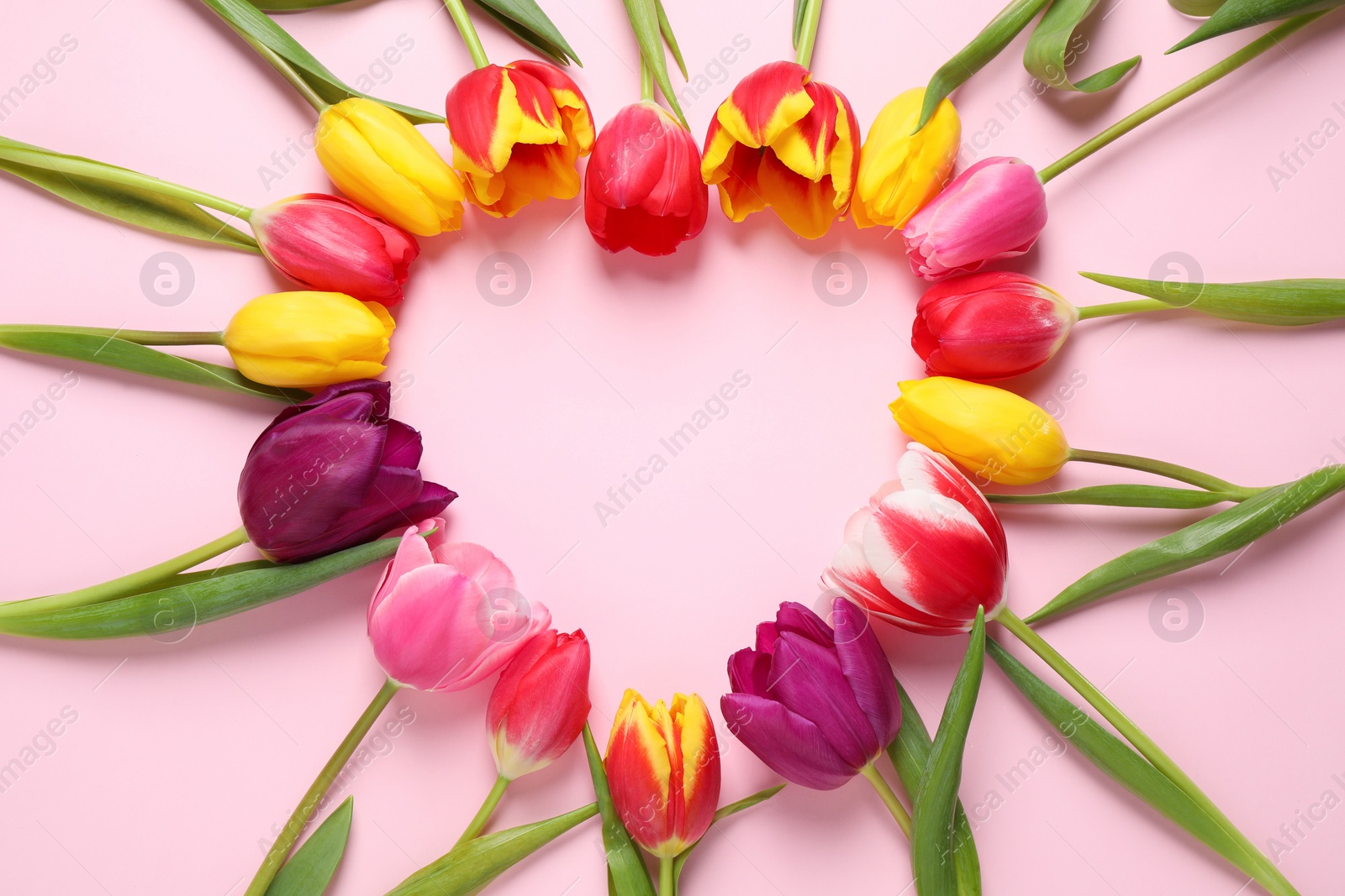 Photo of Frame made with beautiful spring tulips on pink background, top view. Space for text