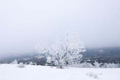 Photo of Picturesque view of trees and plants covered with snow in mountains on winter day