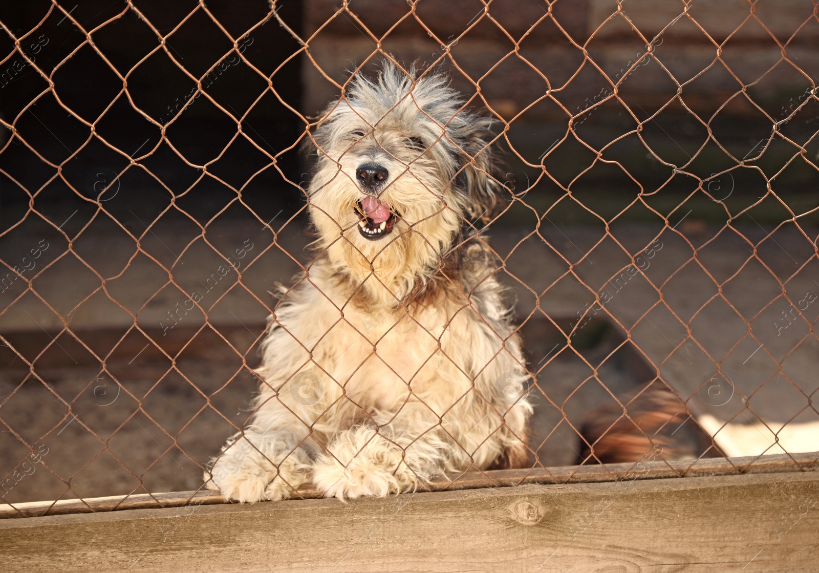 Photo of Cage with homeless dog in animal shelter. Concept of volunteering