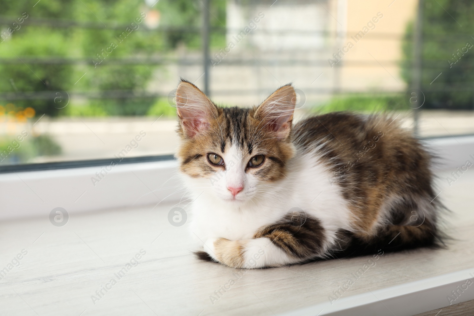 Photo of Cute kitten on window sill at home. Baby animal