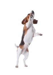 Photo of Beautiful beagle dog on white background. Adorable pet