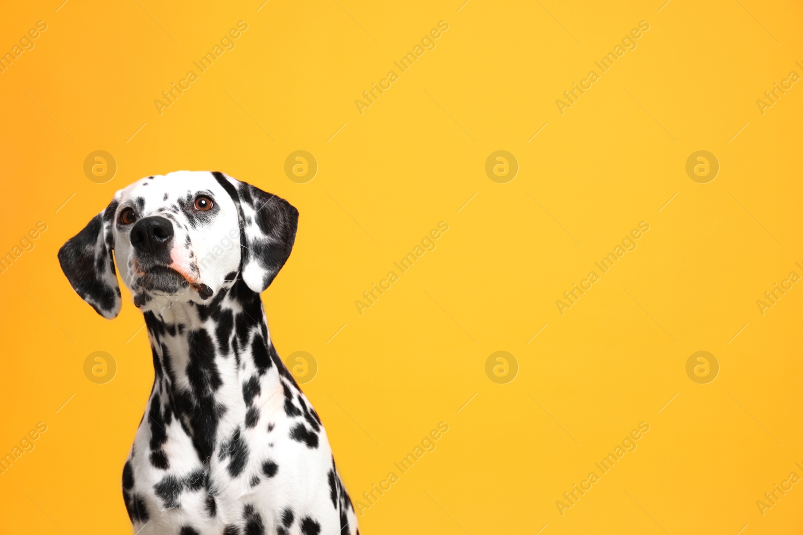 Photo of Adorable Dalmatian dog on yellow background, space for text. Lovely pet