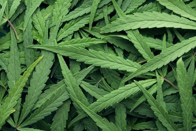 Photo of Green leaves of hemp as background, top view
