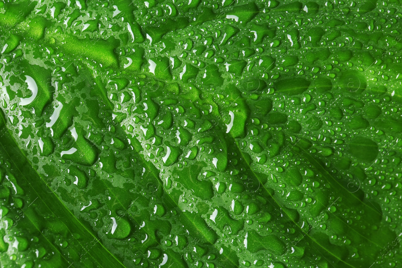 Photo of Macro view of water drops on green leaf