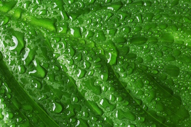 Photo of Macro view of water drops on green leaf