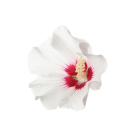 Photo of Beautiful tropical Hibiscus flower on white background