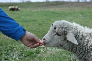 Farmer feeding cute lamb in field, closeup