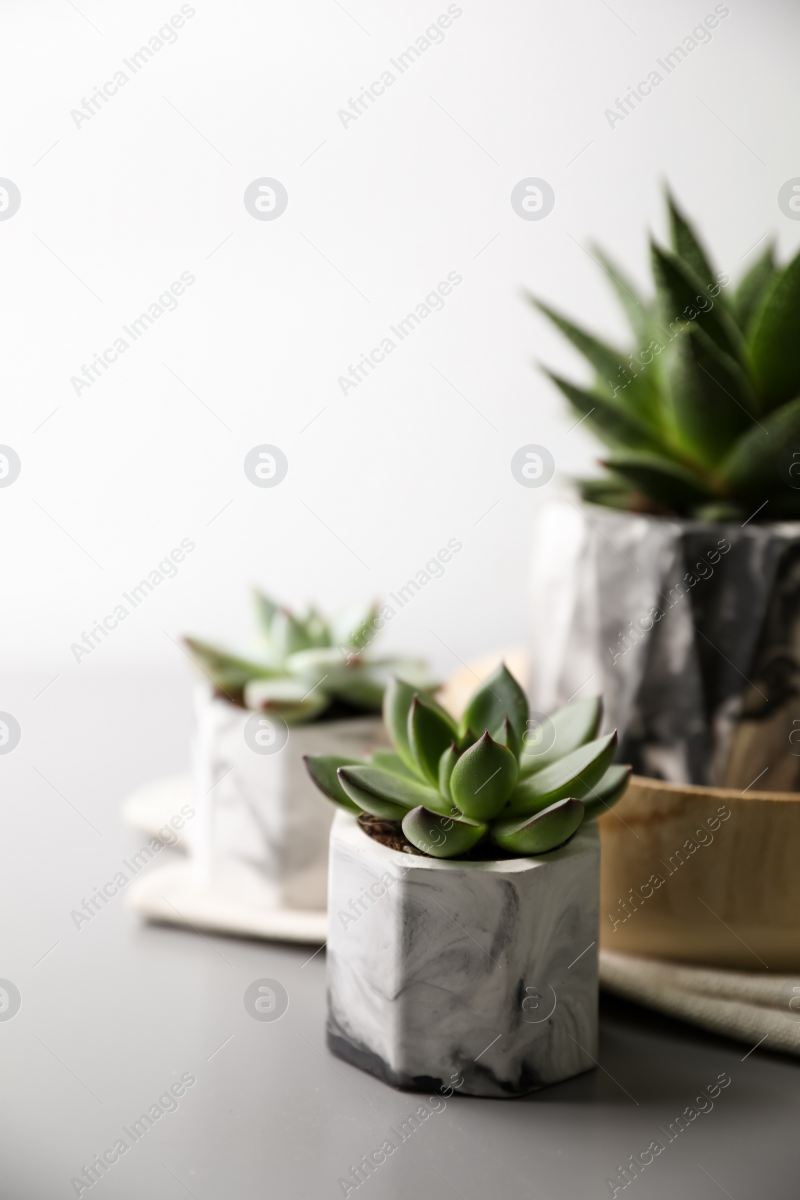 Photo of Beautiful potted succulents on light grey table