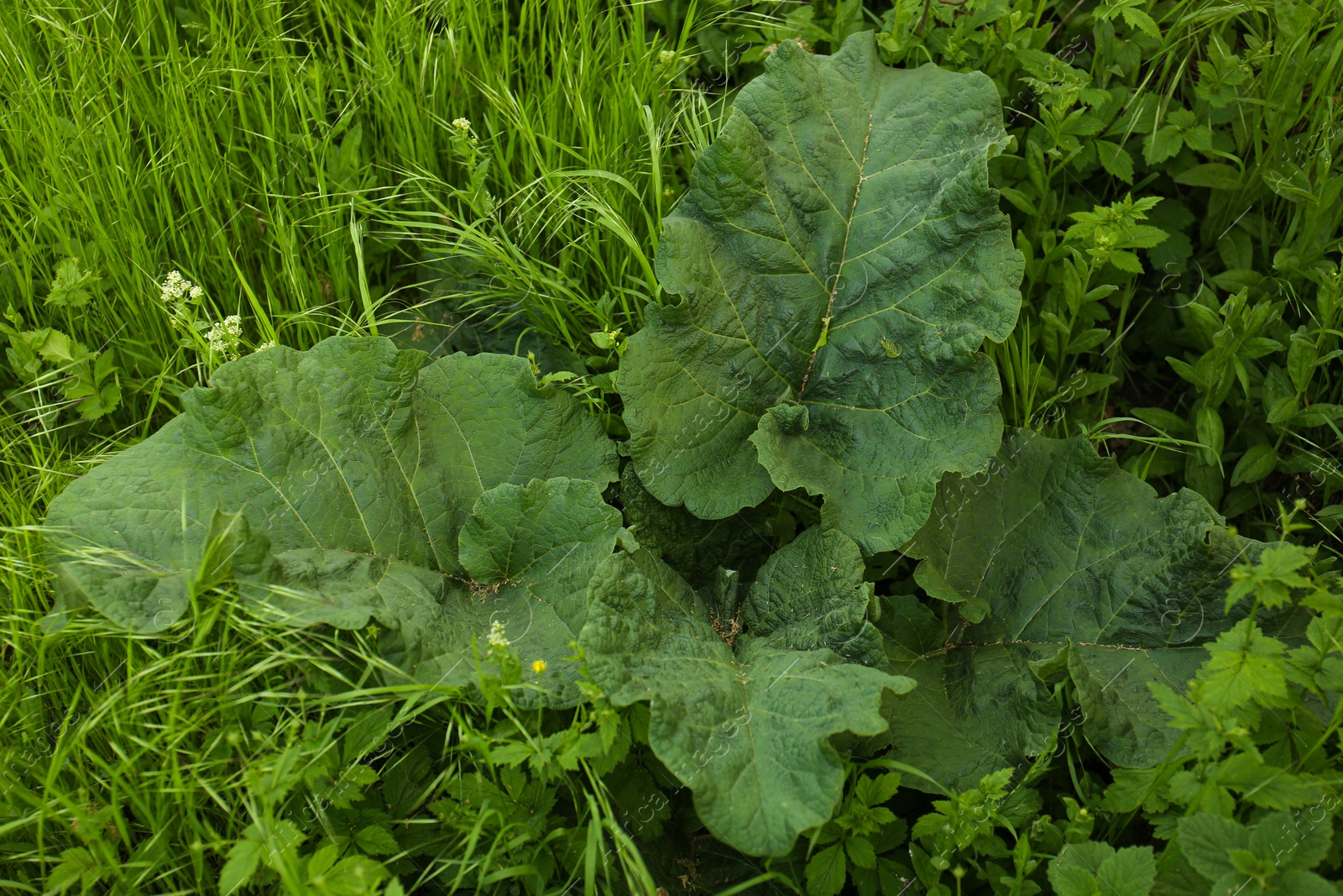 Photo of Burdock plant growing and green grass outdoors
