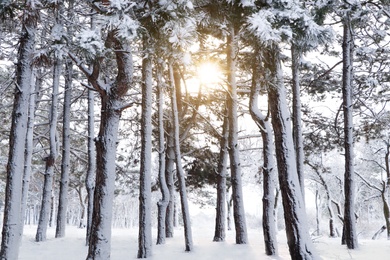 Photo of Picturesque view of beautiful forest covered with snow