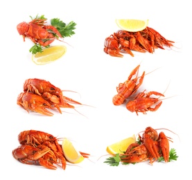 Image of Set of tasty cooked crayfishes on white background