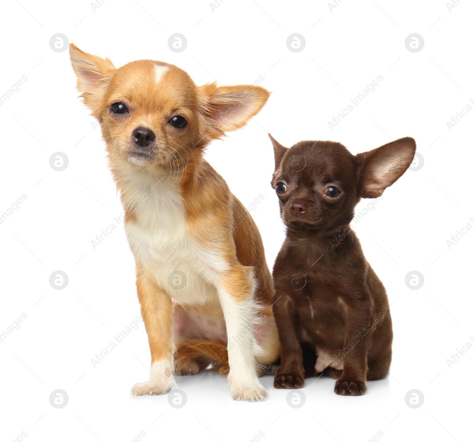 Photo of Cute small Chihuahua dogs on white background