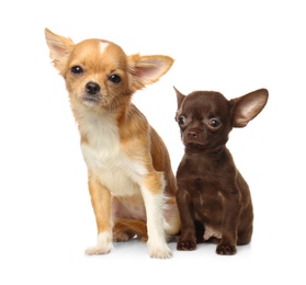 Cute small Chihuahua dogs on white background