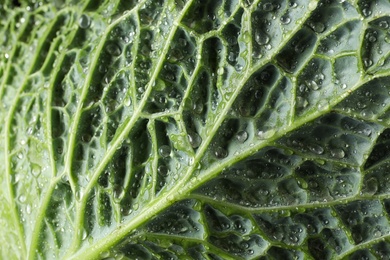 Photo of Green leaf of fresh savoy cabbage as background, closeup