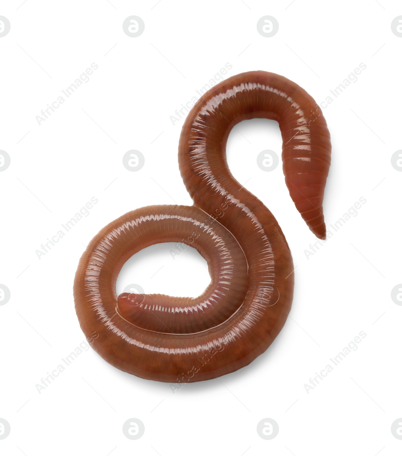 Photo of One earthworm isolated on white. Terrestrial invertebrates