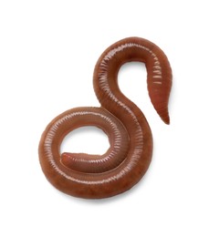 Photo of One earthworm isolated on white. Terrestrial invertebrates