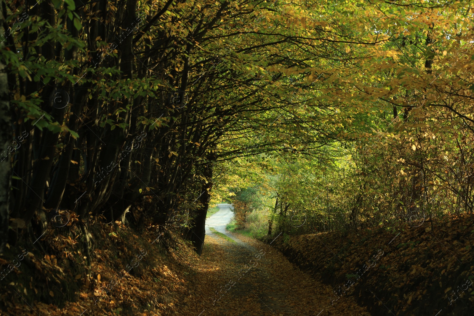 Photo of Picturesque view of path in autumn forest