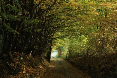 Photo of Picturesque view of path in autumn forest