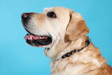 Photo of Cute Labrador Retriever in dog collar on light blue background
