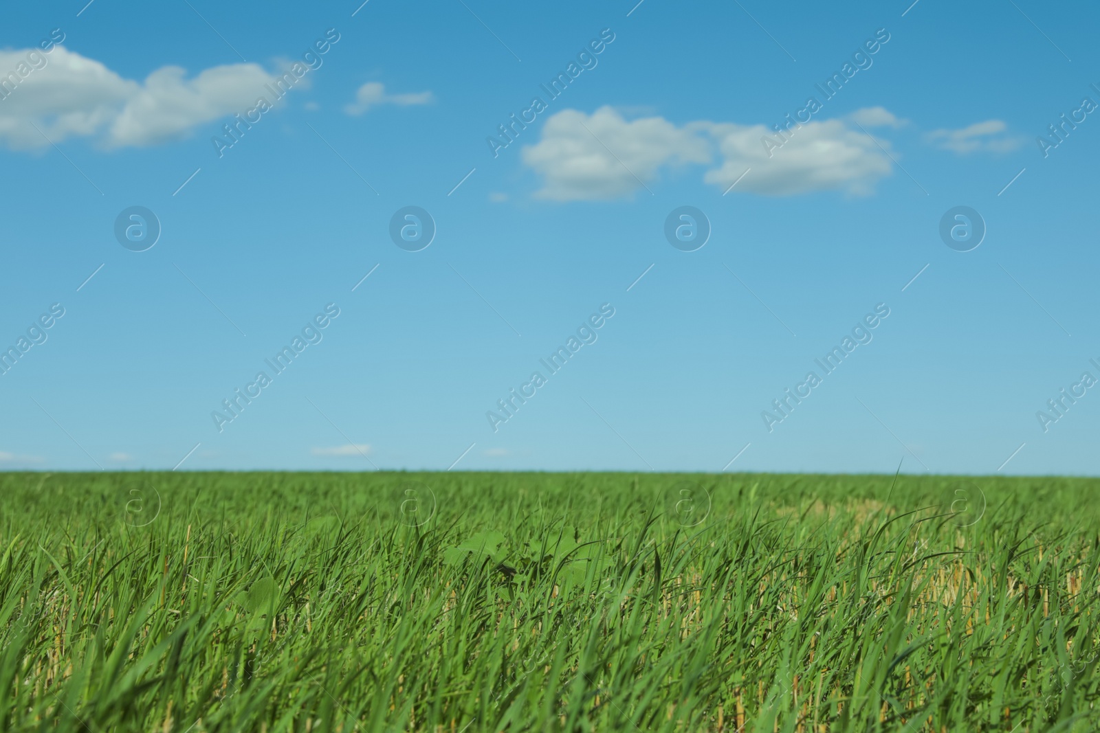 Photo of Picturesque view of green grass growing in field and blue sky