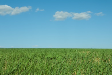 Picturesque view of green grass growing in field and blue sky
