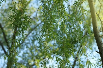 Beautiful willow tree with green leaves outdoors on sunny day, closeup