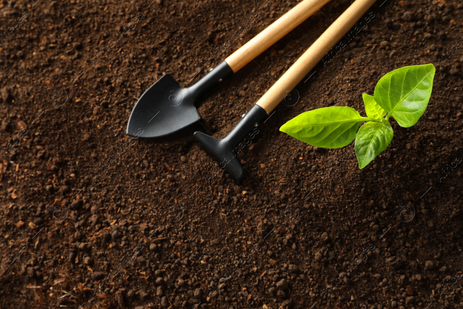 Photo of Flat lay composition with young plant and gardening tools on fertile soil, space for text