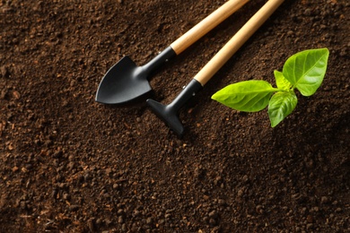 Flat lay composition with young plant and gardening tools on fertile soil, space for text