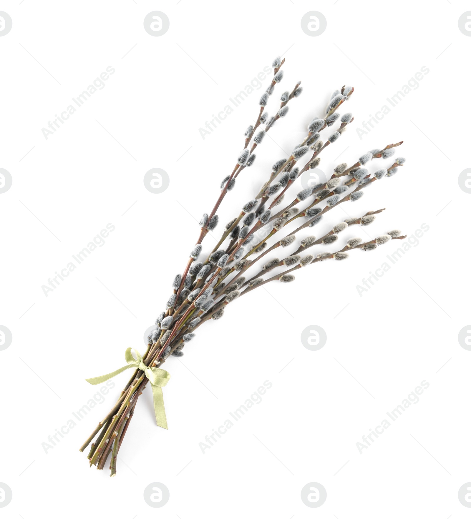 Photo of Beautiful blooming pussy willow branches on white background, top view