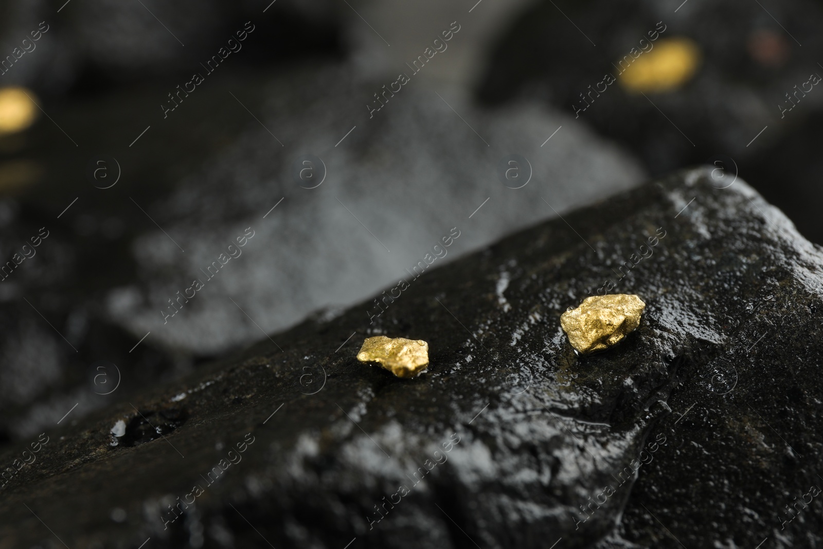 Photo of Shiny gold nuggets on wet stone, closeup. Space for text